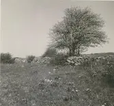 Strandäng med Adonis Vernalis, fridlyst område.