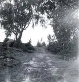 Lunds kulla. Motivet är en väg i skogen.