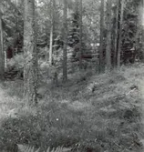 Tjärdal vid vägen mellan Vörehult och Mjudehult. (Mjudehults ägor).