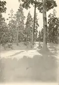 Trol. från Hornsö skog.

Foto Almblad 1900.