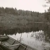 En eka vid Mörtfors på vägen mot Bjurvik.
