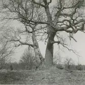 Ekar vid hamnen till Värnanäs.