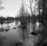 Värnanäs. Halltorpsån mellan landsvägen och herrgården, våren 1955.