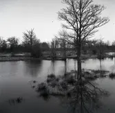 Värnanäs. Halltorpsån mellan landsvägen och herrgården, våren 1955.