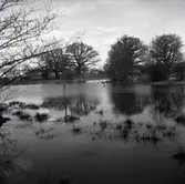 Värnanäs. Halltorpsån mellan landsvägen och herrgården, våren 1955.