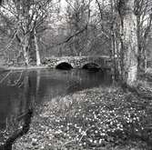 Värnanäs. Ån och bro med valv, våren 1955.
