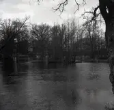 Värnanäs. Halltorpsån, våren 1955.