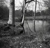 Värnanäs. Halltorpsån, våren 1955.