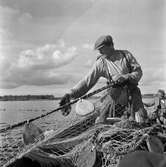 Notfiske i Karungi, Mustasaari, Karl Gustavs socken, Norrbotten.  Två män i en båt, den ene (kostymklädd) är troligen John Granlund. Västra notsidan drages, mannen som drar noten har nothandskar på sig.