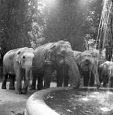 Cirkus Zoo, ankomst till stan. Augusti 1944