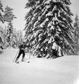 Reportage för Gefle Dagblad. Skidtävling. Distriktmästerskap och 3 milen. År 1936