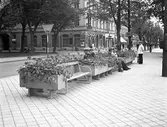 Blomstersoffor på Nygatan. Sjöbergs konditori . Reportage för Gefle Dagblad



