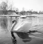 Reportage för Gefle Posten. Stadsträdgården. Oktober 1937



