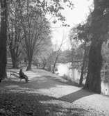 Reportage för Gefle Posten. Stadsträdgården. Oktober 1937



