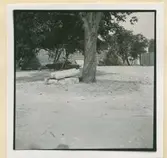 Ett träd på Kvarnholmen vid bastionen Johannes Rex.