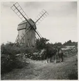 Kvarn och ett par hästar på landborgen strax söder om Strandtorpshage.