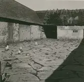 Nilssons gård med hönor. Ekonomibyggnader och stenläggning.