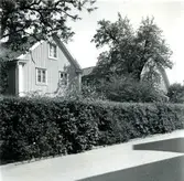 Ett bostadshus och häck på Molinsgatan.