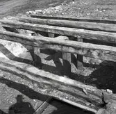 Källaren i den rivna vänstra flygeln i Hossmo kungsgård.