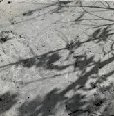 Småland, Kalmar län, Borgholms kommun, Långlöt sn, Långlöt nr 7.