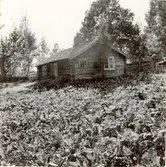 Gammal smedsbostad vid Älmhultsbro. Dubbelkattsknutar.