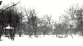 Vinterbild från Krusenstiernska trädgården.