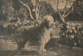 Hund i parkmiljö, foto taget från en bok med ett 80-tal fotografier på familjerna Sparre, Thott, Ehrensvärd med flera.