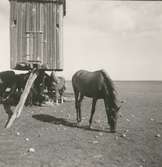Hästar söker skydd under en stubbkvarn, öster om vägen till Gettlinge