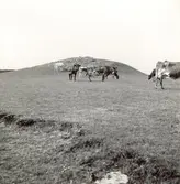 Kor på sommarbete på alvaret.