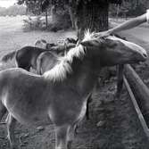 Ponnyer vid Värnanäs 1954, där man redan på 20-talet började avla welshponnyer med stuterinamnet 