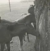 Welshponnyer på Värnanäs 1954.