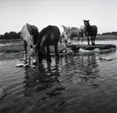 Welshponnyer vid vattnet på Värnanäs.