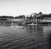 Welshponnyer vid vattnet på Värnanäs.