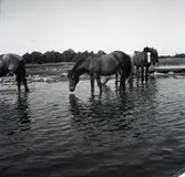 Welshponnyer från Wärnanäs-stuteri i vattnet vid stranden.