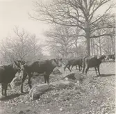 Betande kvigor från ängen längs ån i Kristinelund.