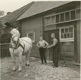 Tömkörning, troligen av unghäst, ardenner, utanför häststallet.