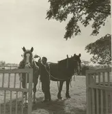 Arbetshästar på Marsjö gård.