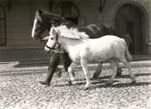 Två av Kalmar Ångkvarns hästar utanför kvarnen när dom skulle medverka i Barnens dags karnevalståg omkr 1932-35.
