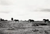 Hästar på sommarbete i Högsrums socken med väderkvarnar i bakgrunden.