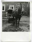 En av familjens le Grande på Skälby hästar, förspänd med kapplöpningssläde.