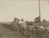 Hästar på Karlevi alvar.