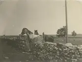 Hästar på Karlevi alvar 1911.