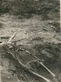 Gravundersökning 1938. Fynden bestod av skelett och spjutspets.
