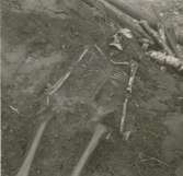 Gravundersökning 1938. Fynden bestod av skelett och spjutspets.