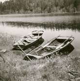 Två ekor i sjön vid Bjurvik.