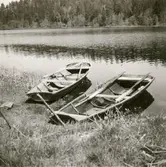 Två ekor i sjön vid Bjurvik.