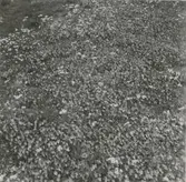 Styvmorsviol och mandelblom.