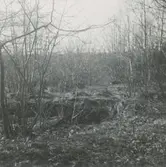 En varggrop i skogen.