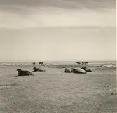 Strand med betande kor och hästar.
