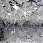 Skelettfynd i Äleklinta.